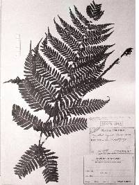 Dryopteris erythrosora image
