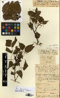 Prunus japonica image