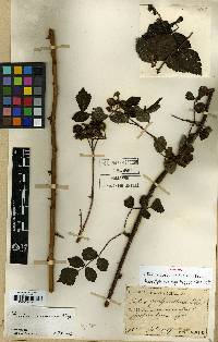 Rubus coreanus image