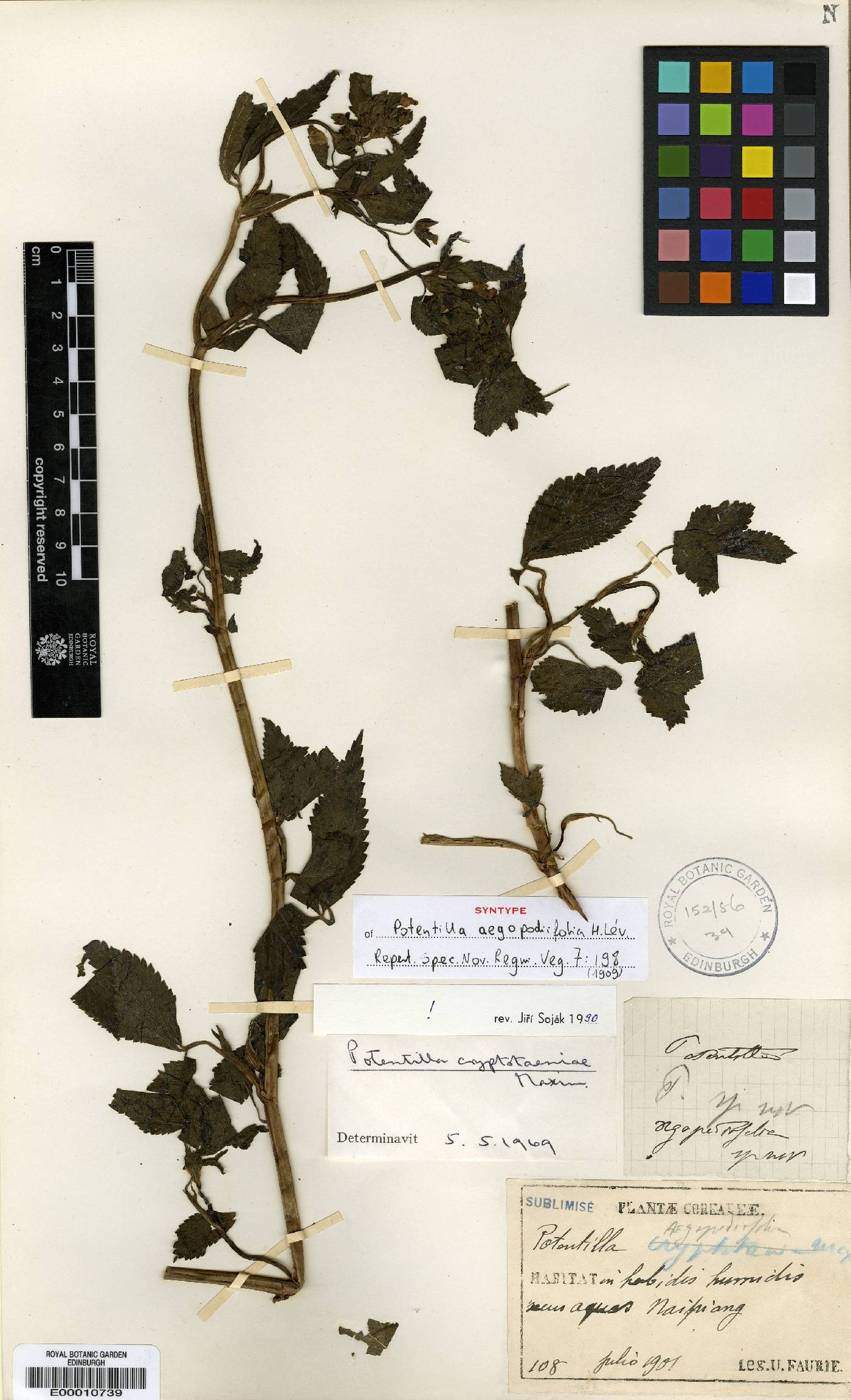 Potentilla cryptotaeniae image