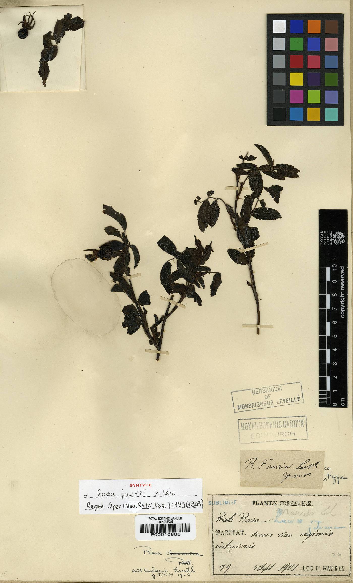 Rosa maximowicziana image