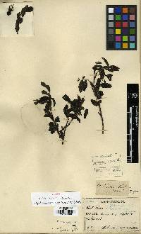 Rosa maximowicziana image