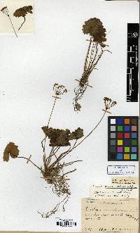 Image of Androsace cortusifolia