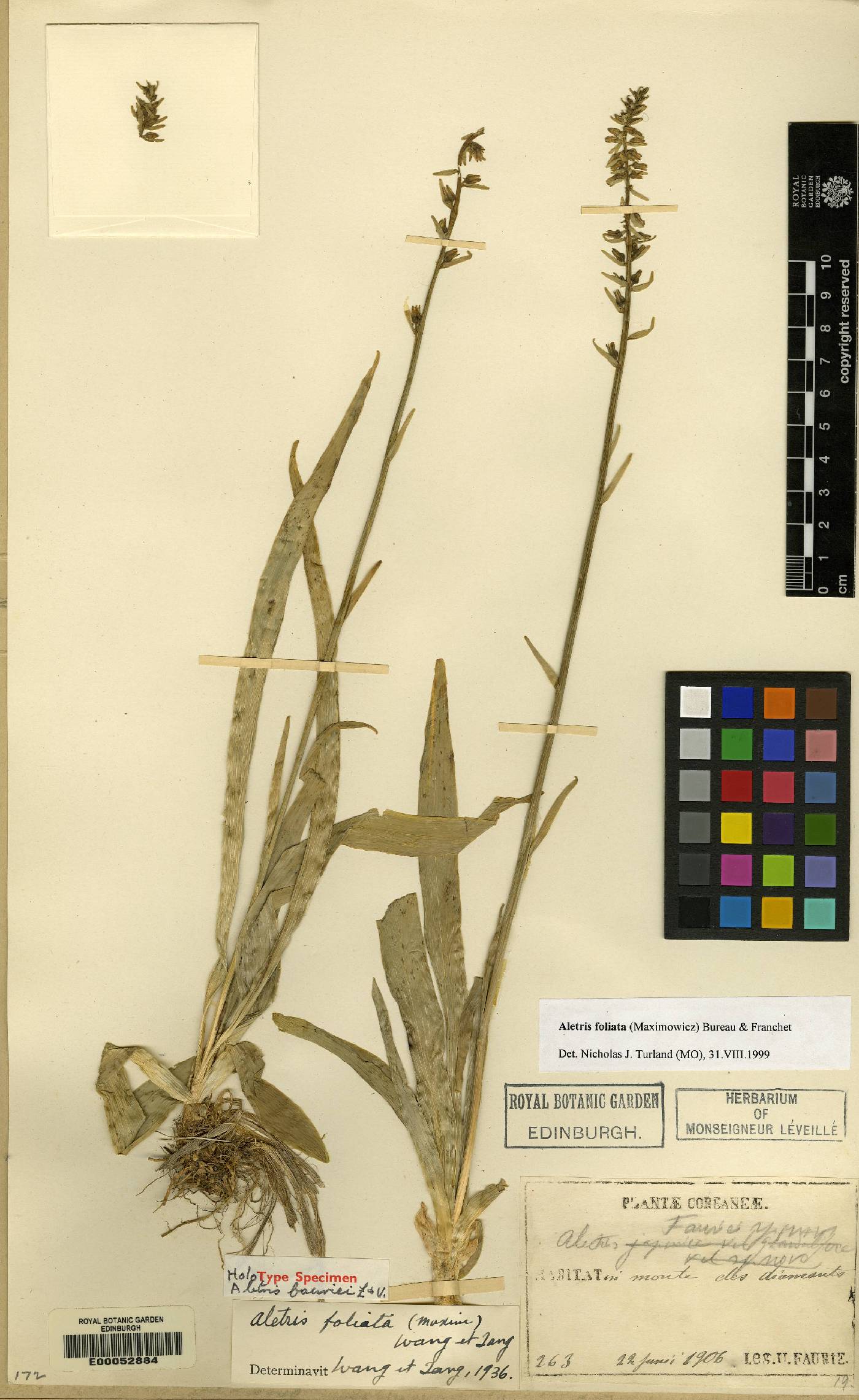 Aletris foliata image