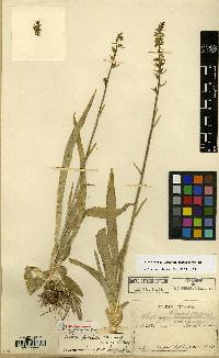 Aletris foliata image