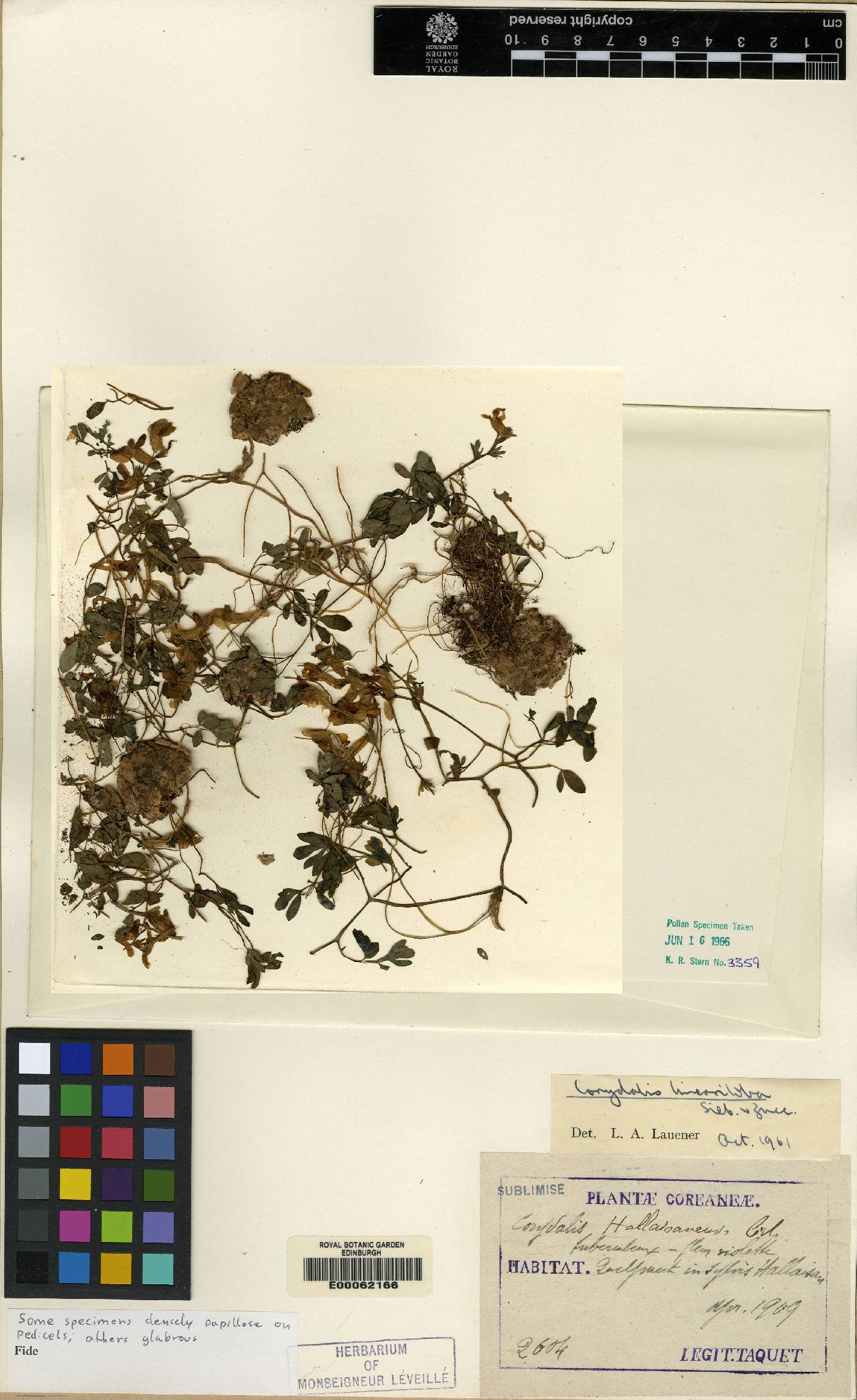 Corydalis lineariloba image