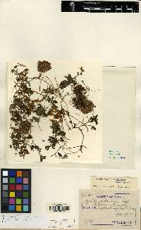 Corydalis lineariloba image