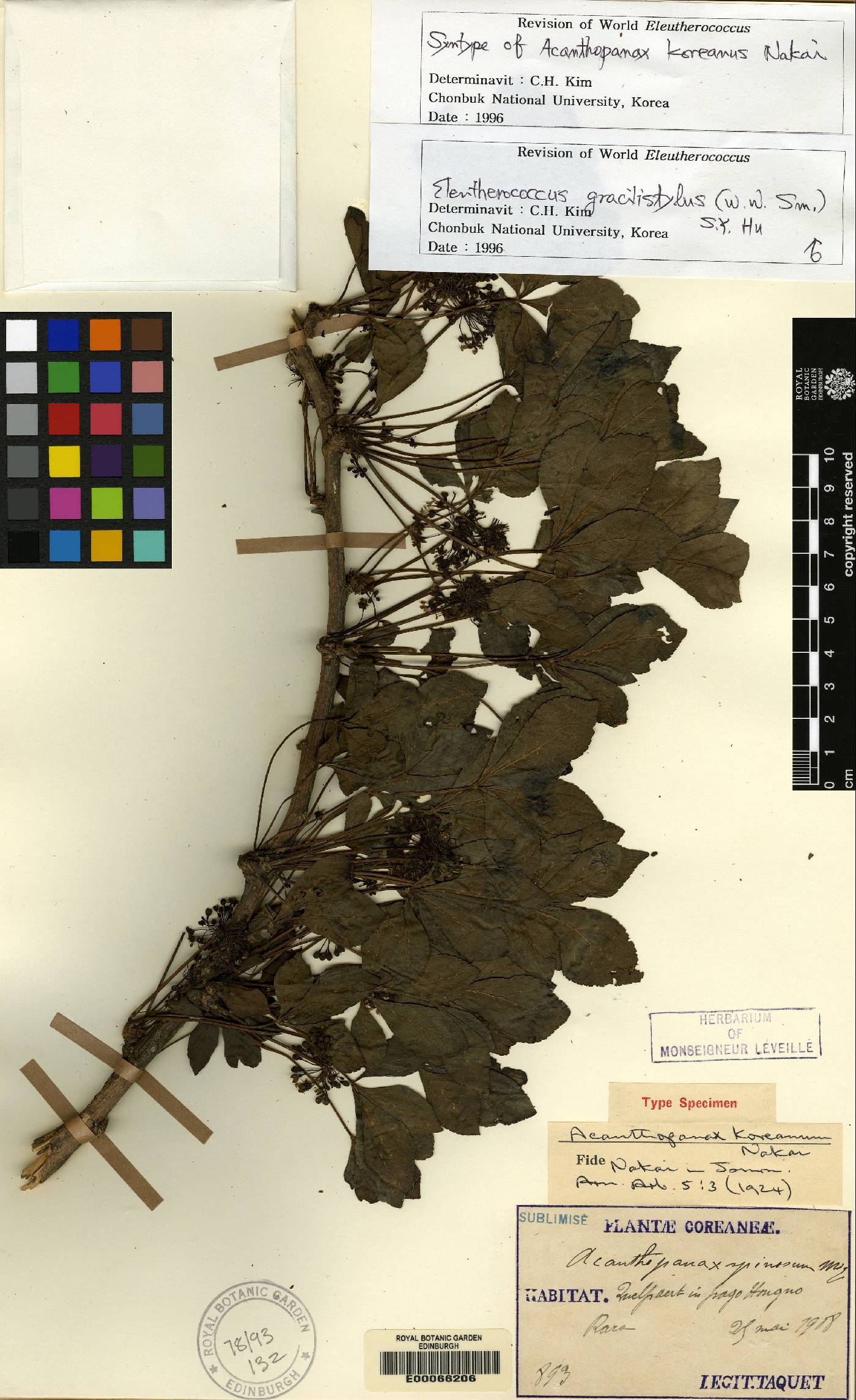 Eleutherococcus nodiflorus image