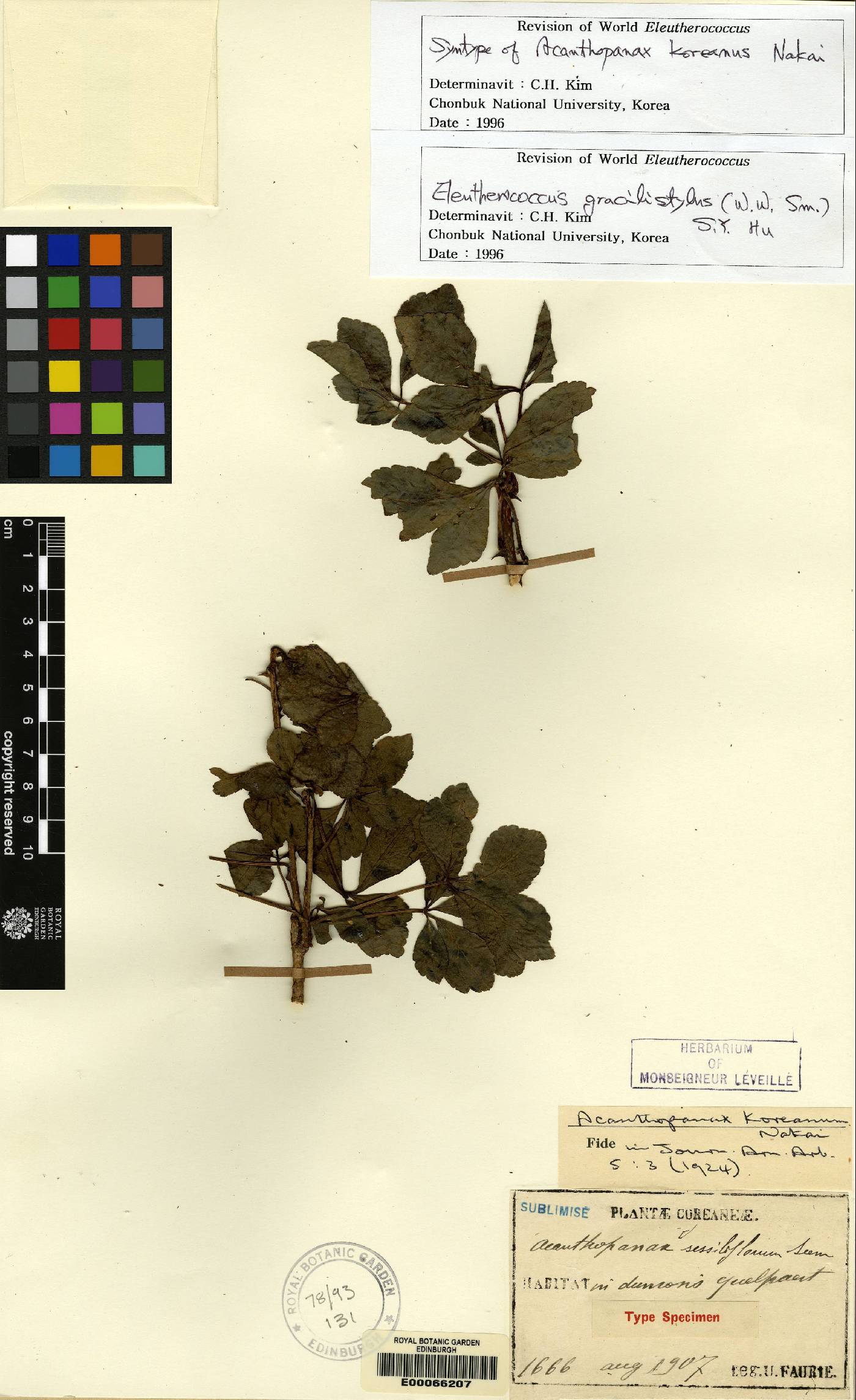 Eleutherococcus nodiflorus image