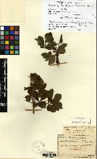 Eleutherococcus nodiflorus image