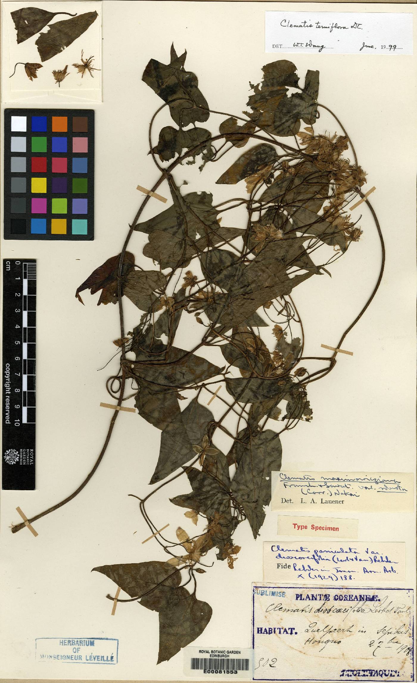 Clematis terniflora image