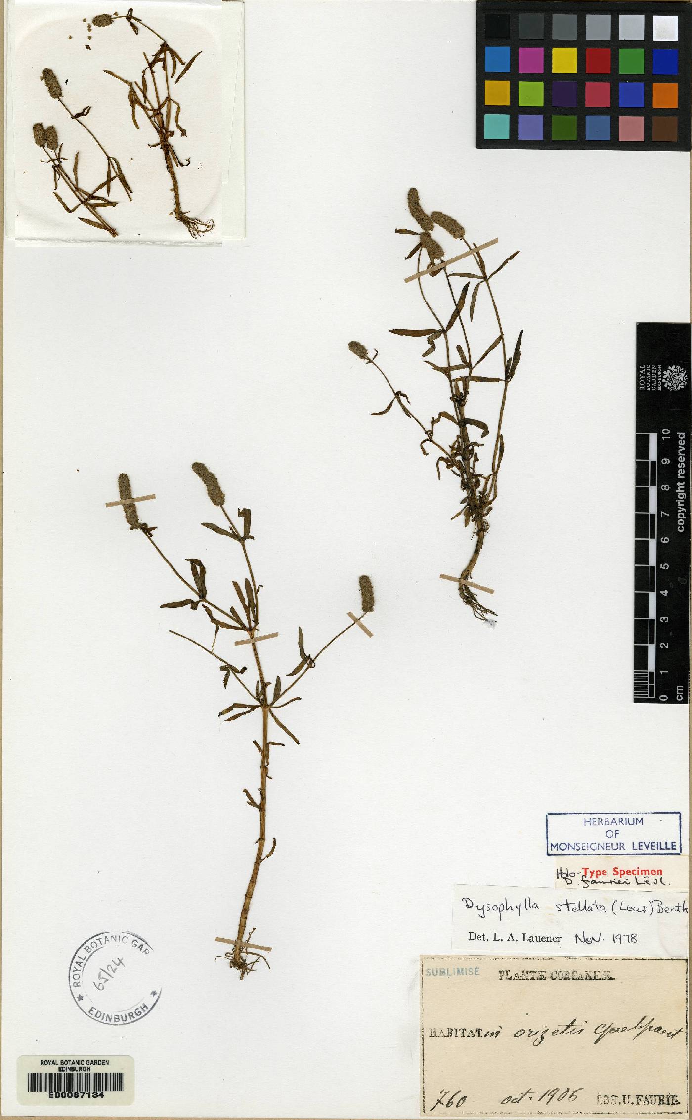 Pogostemon stellatus image