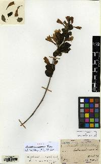 Weigela subsessilis image