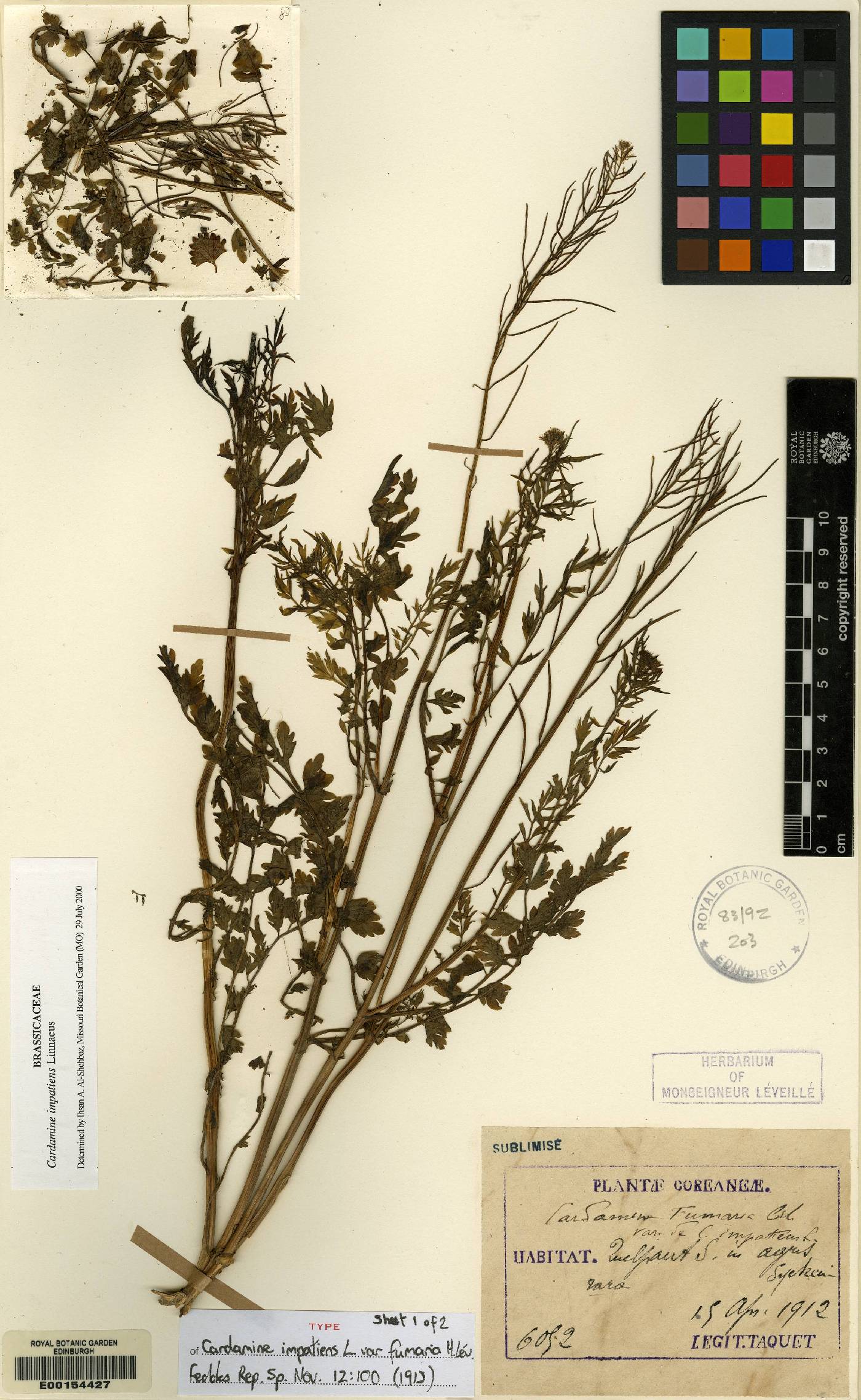 Cardamine impatiens image