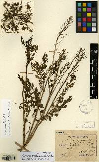 Cardamine impatiens image