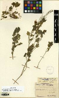 Cardamine scutata image