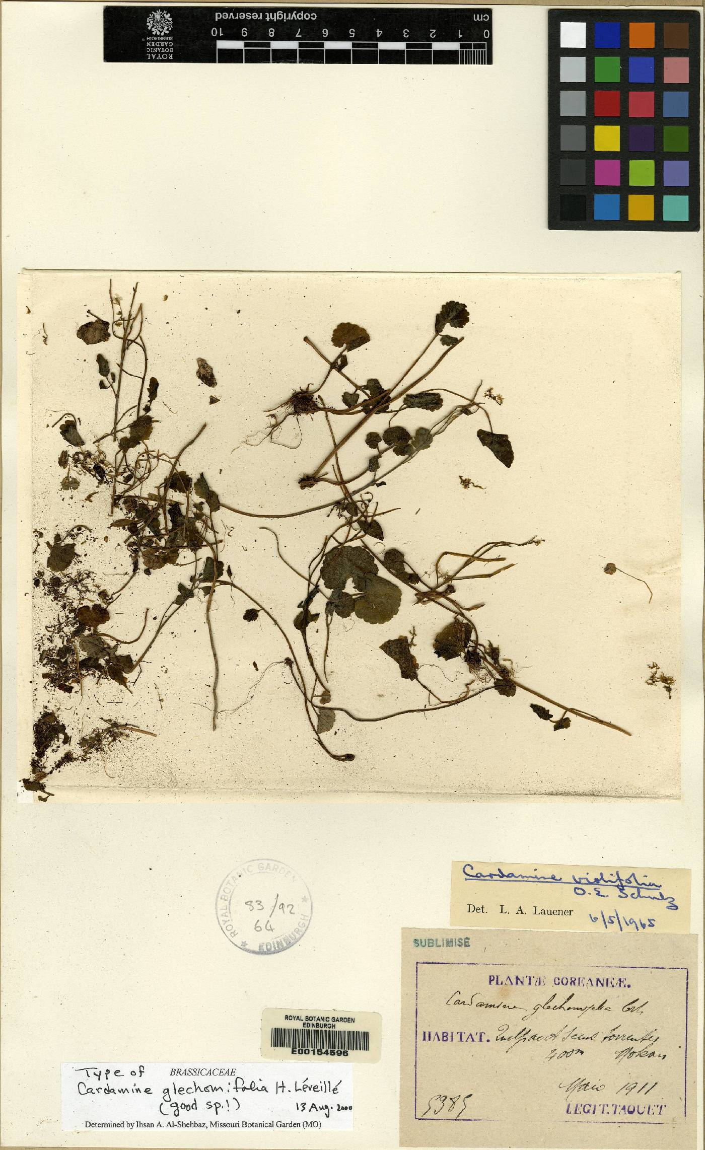 Cardamine glechomifolia image