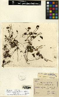 Image of Cardamine glechomifolia