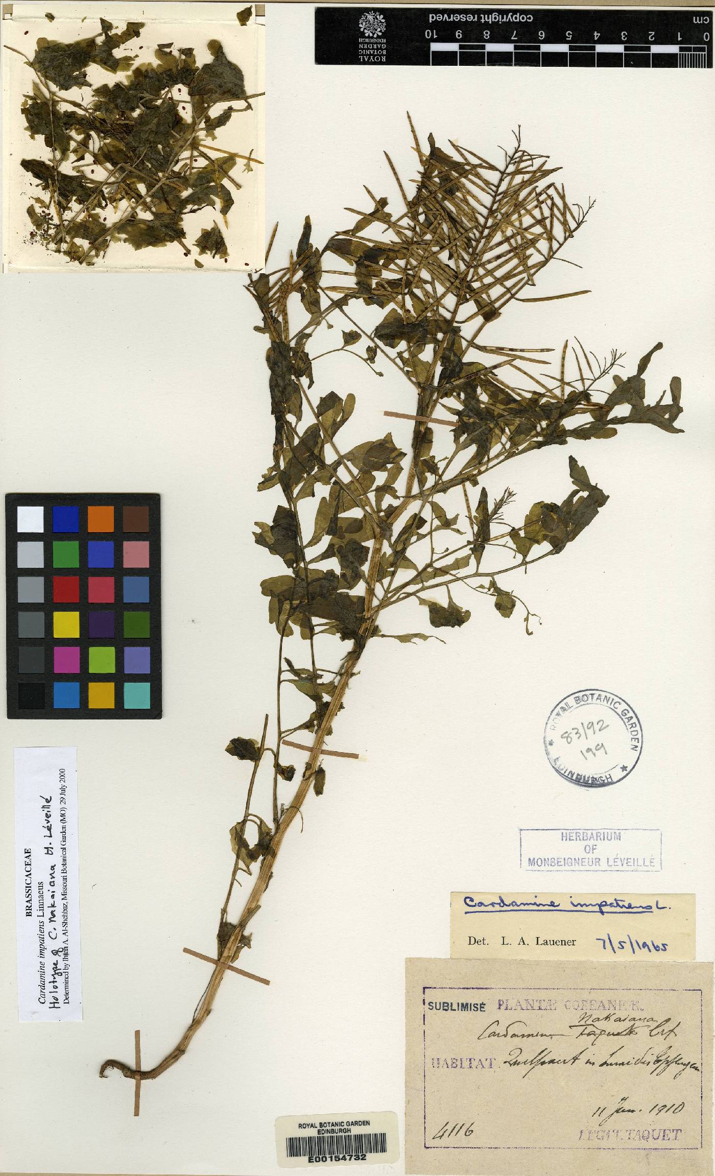 Cardamine impatiens image