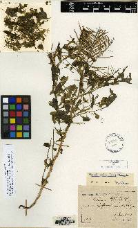 Cardamine impatiens image