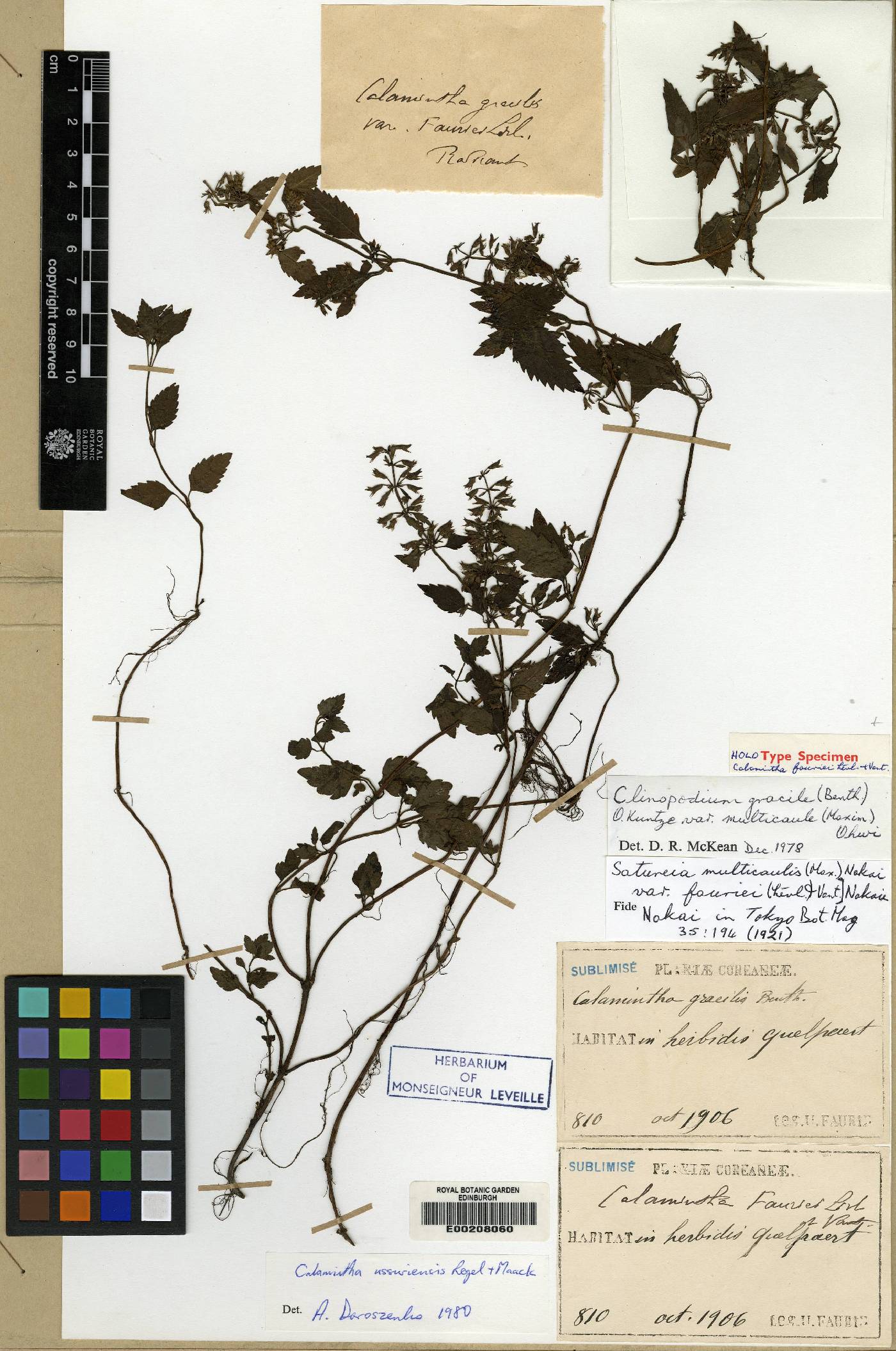 Clinopodium fauriei image