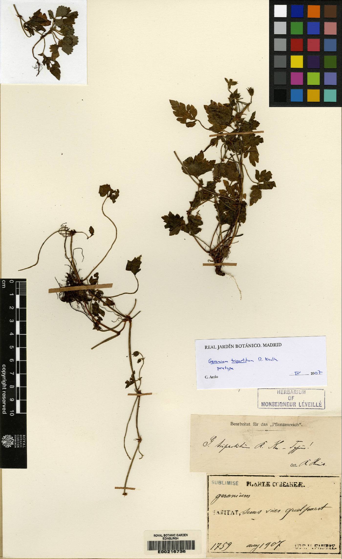 Geranium tripartitum image