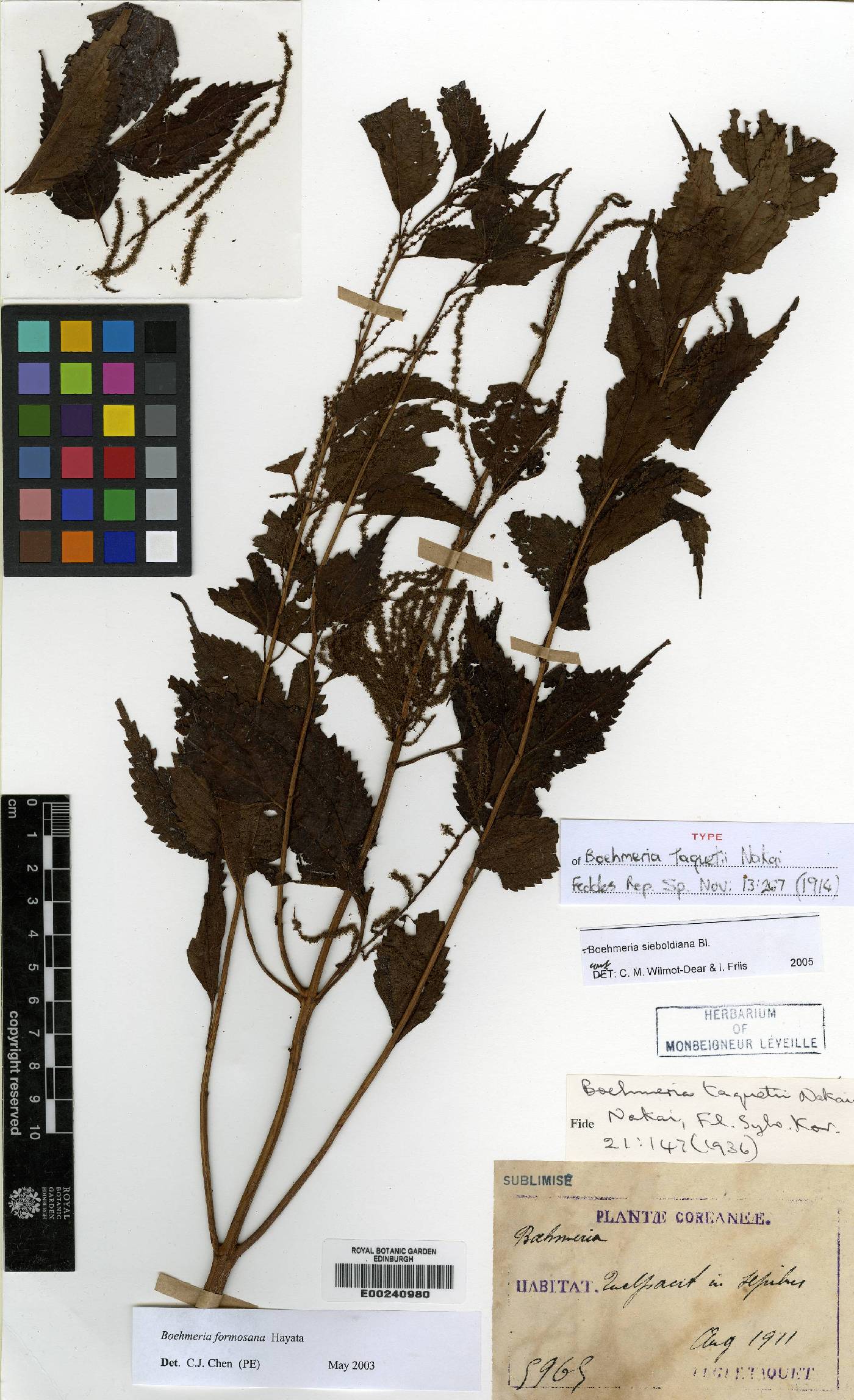 Boehmeria sieboldiana image