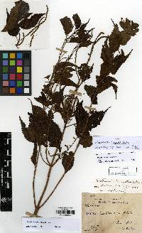 Boehmeria sieboldiana image