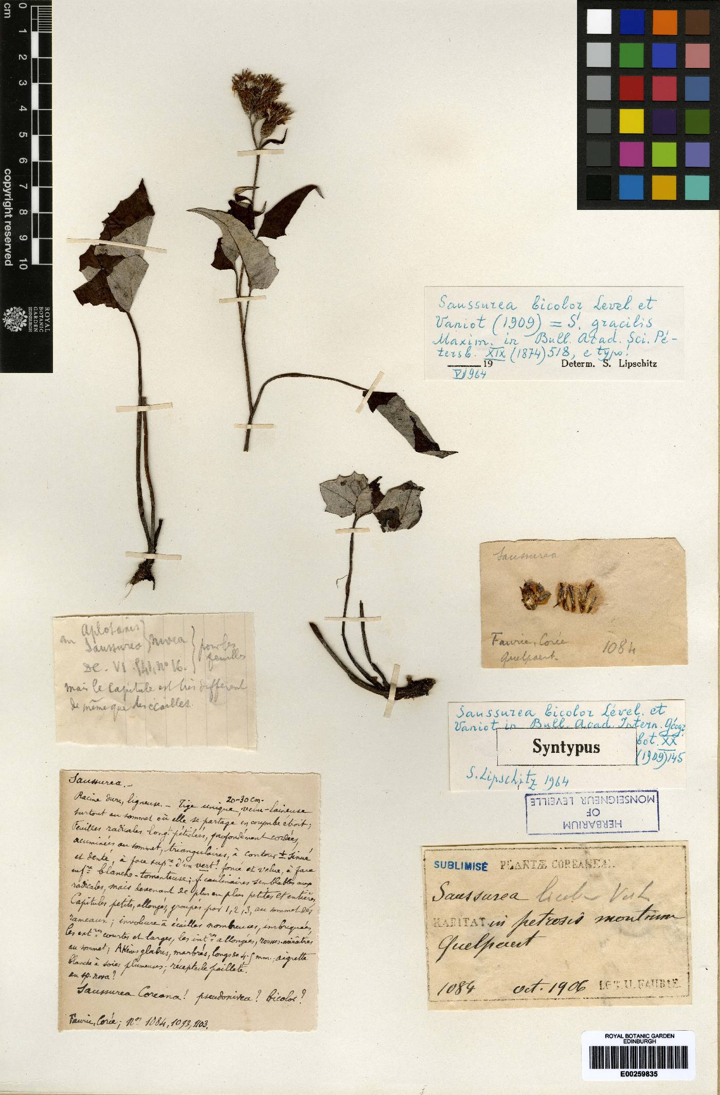 Saussurea gracilis image