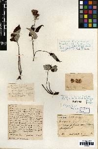 Saussurea gracilis image