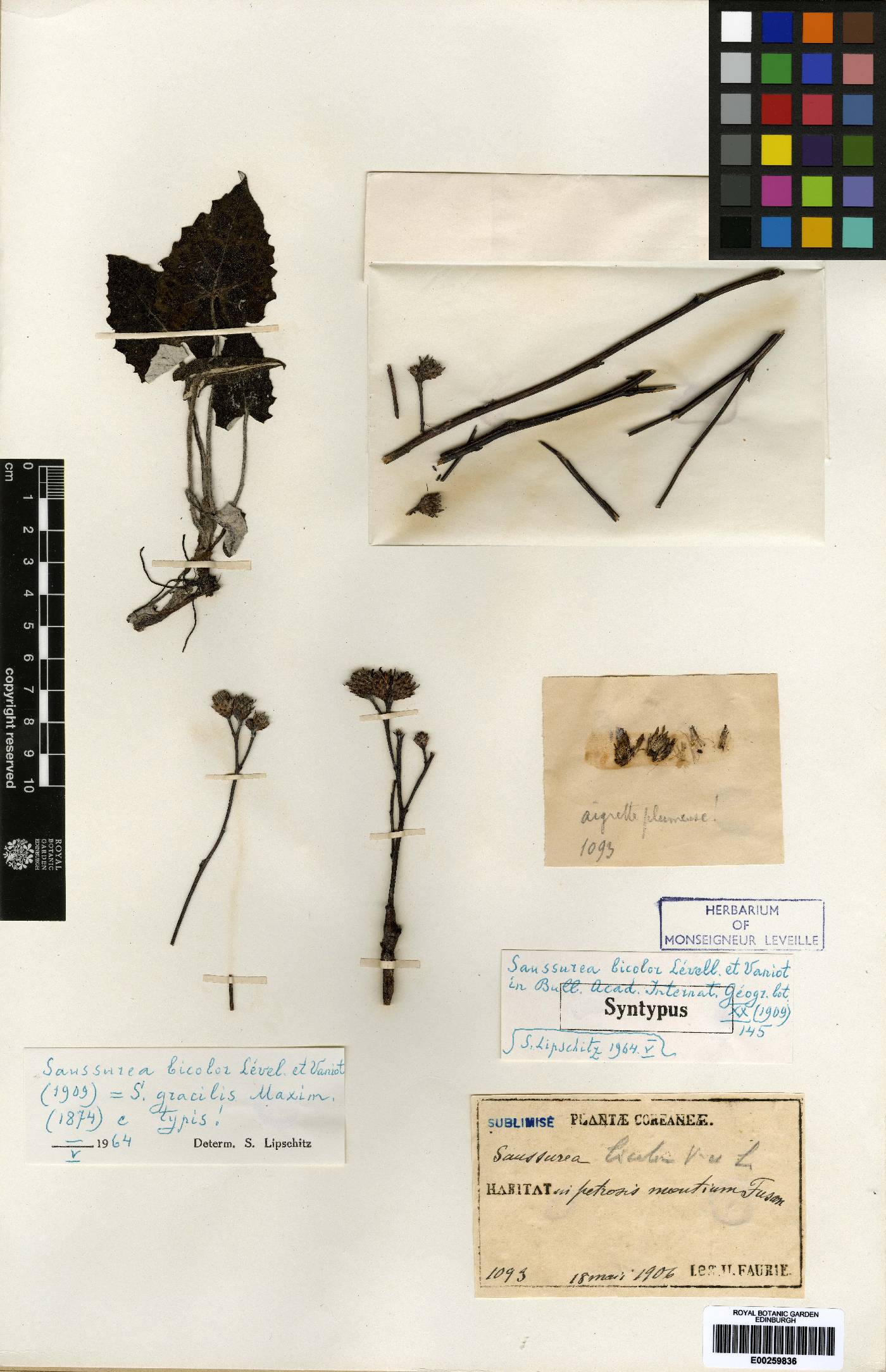 Saussurea gracilis image