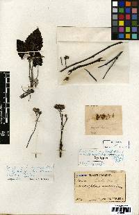 Saussurea gracilis image