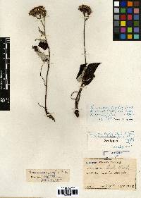 Saussurea gracilis image