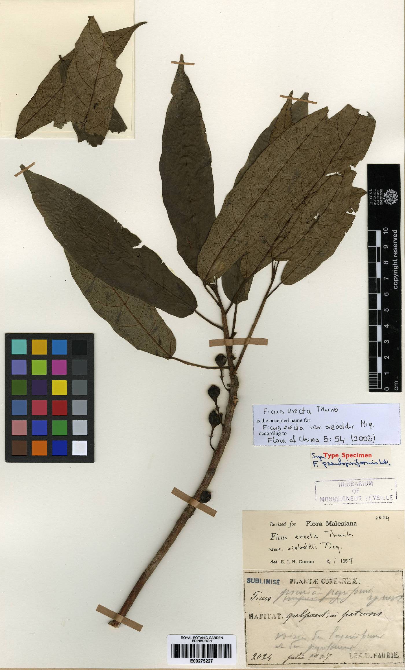 Ficus erecta image