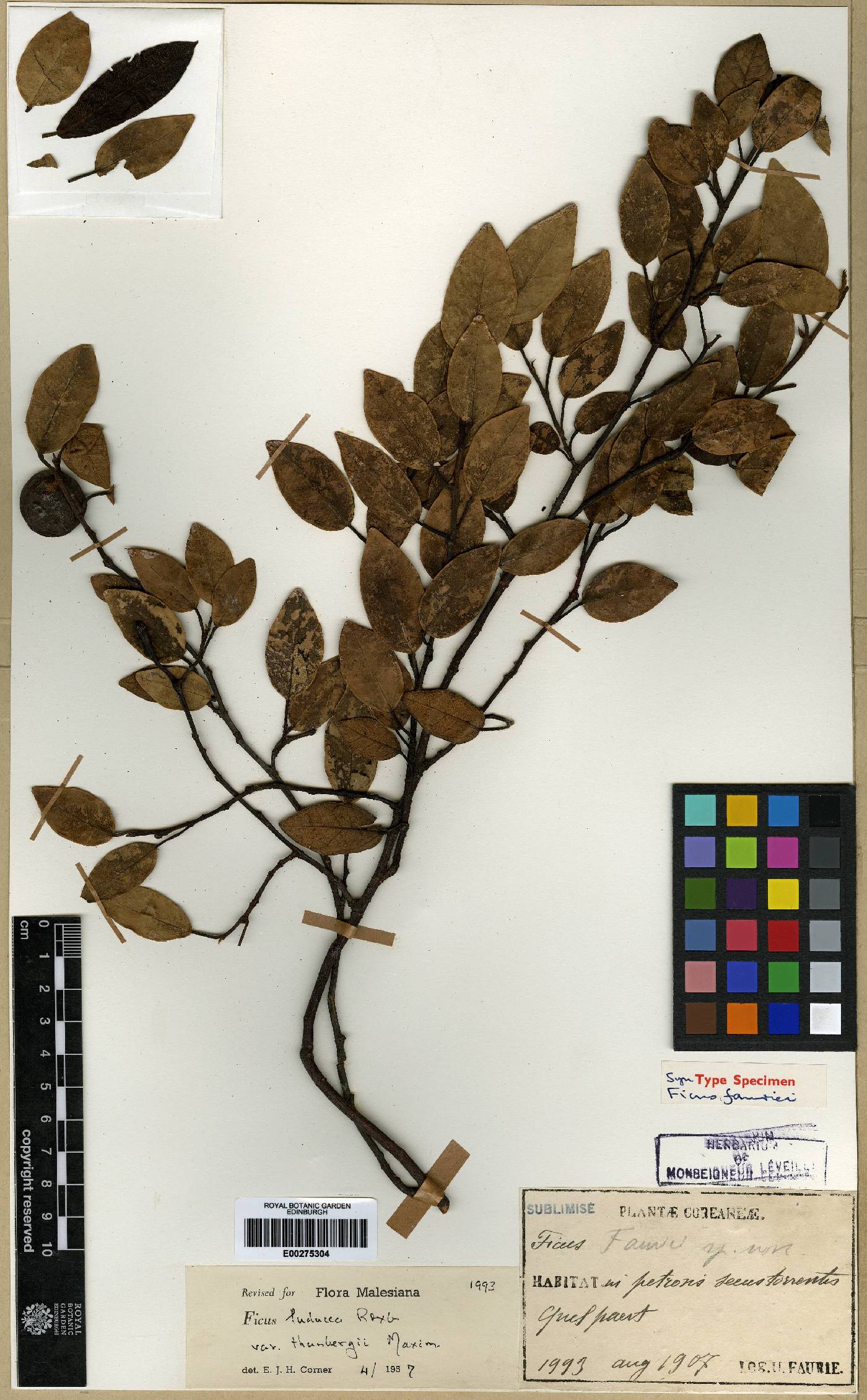 Ficus sarmentosa image