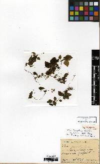 Image of Pilea hamaoi