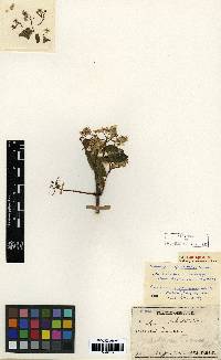 Deutzia glabrata image