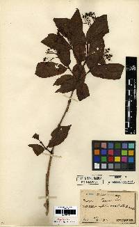 Deutzia glabrata image