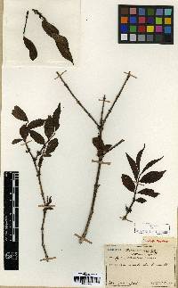 Deutzia uniflora image