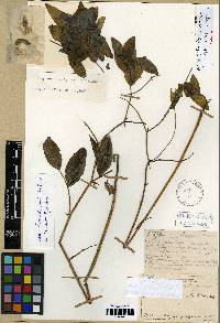 Image of Lathyrus vaniotii