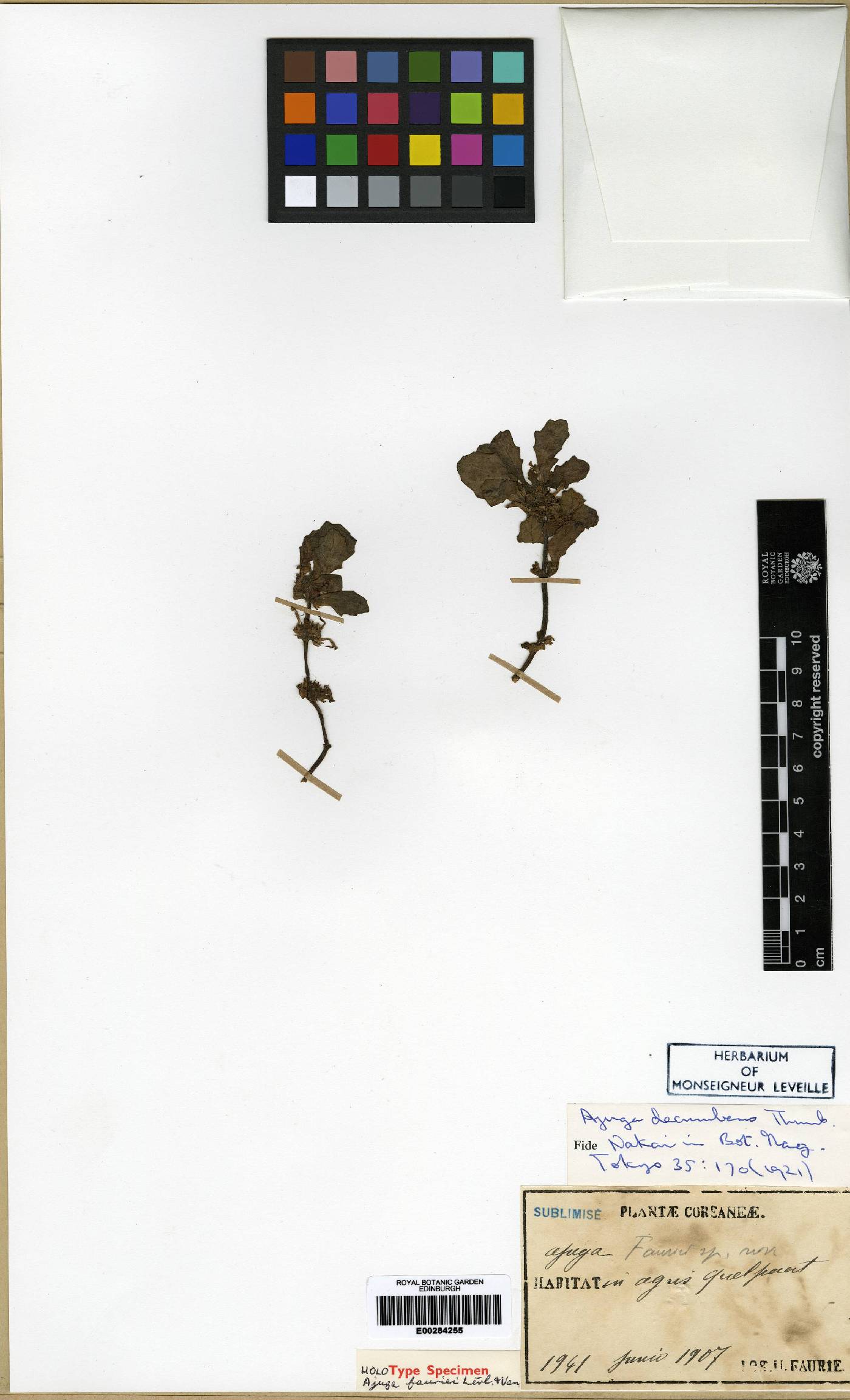 Ajuga decumbens image
