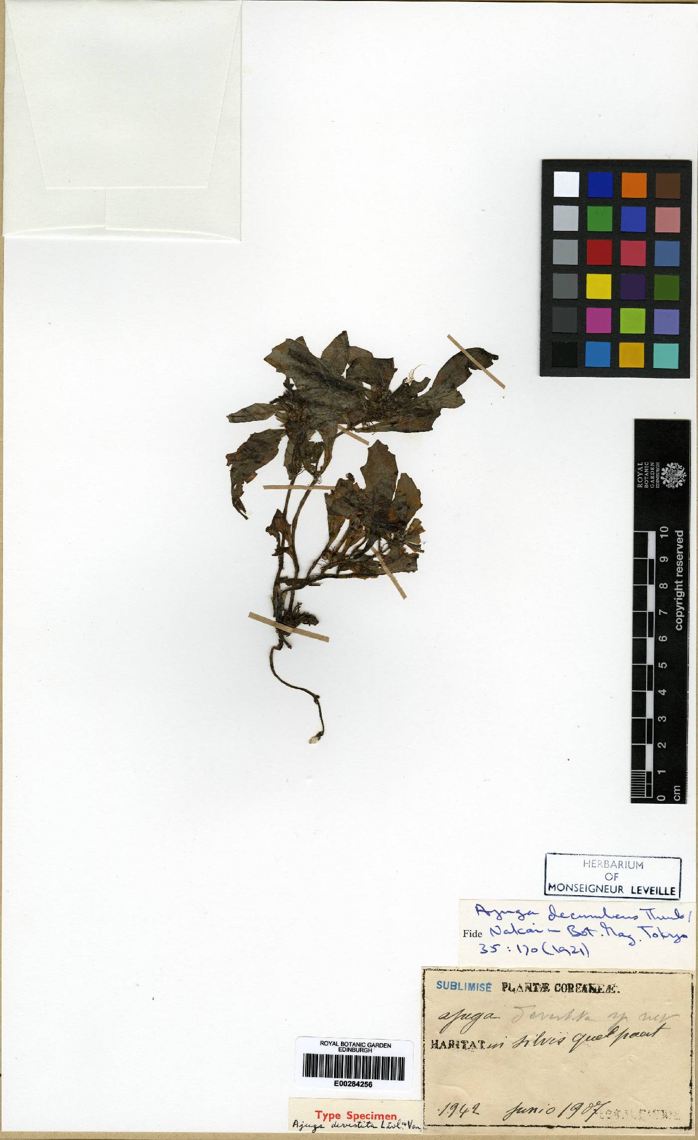 Ajuga decumbens image