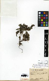 Ajuga decumbens image