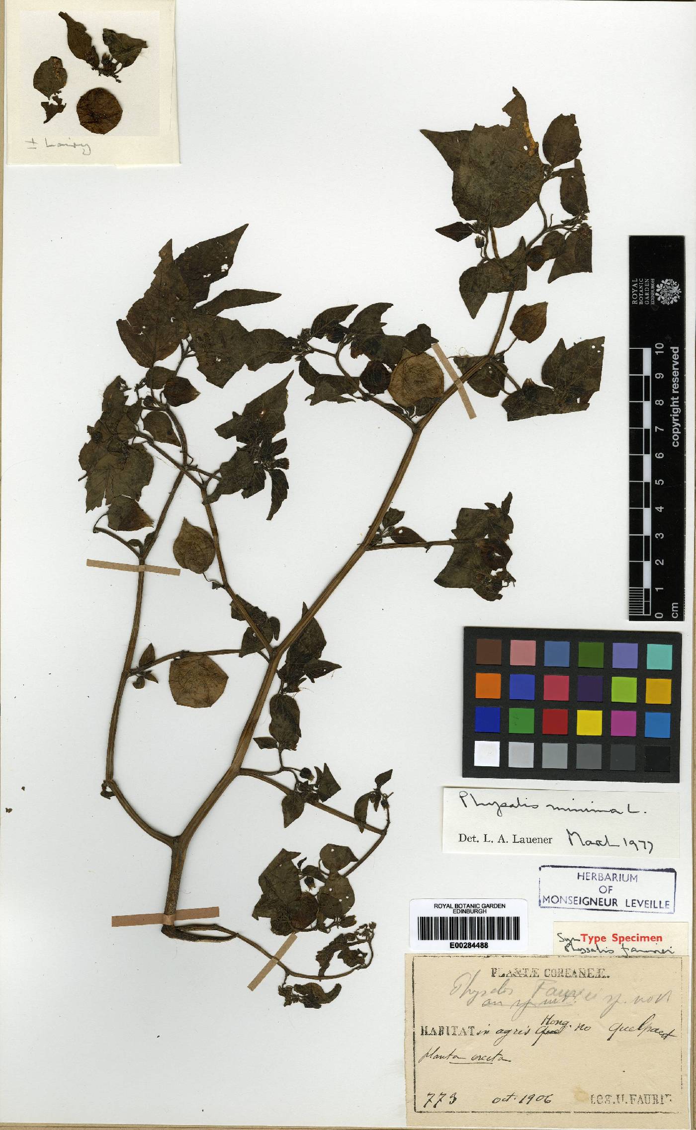 Physalis angulata image