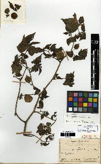 Image of Physalis angulata