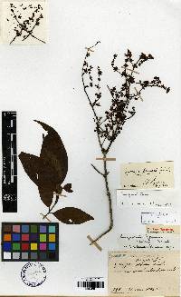 Syringa fauriei image