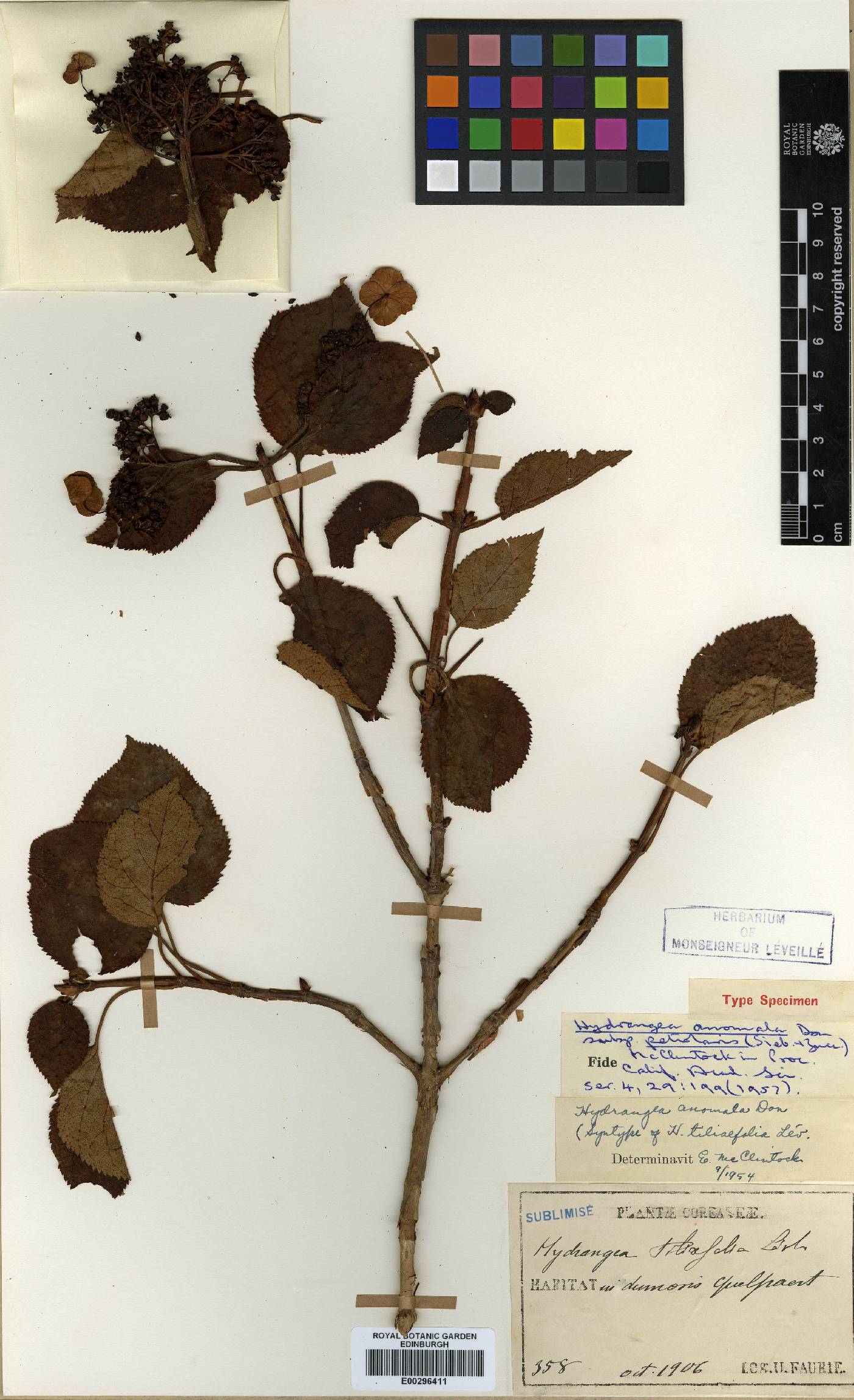 Hydrangea anomala subsp. petiolaris image