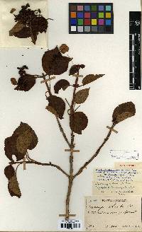 Hydrangea anomala subsp. petiolaris image
