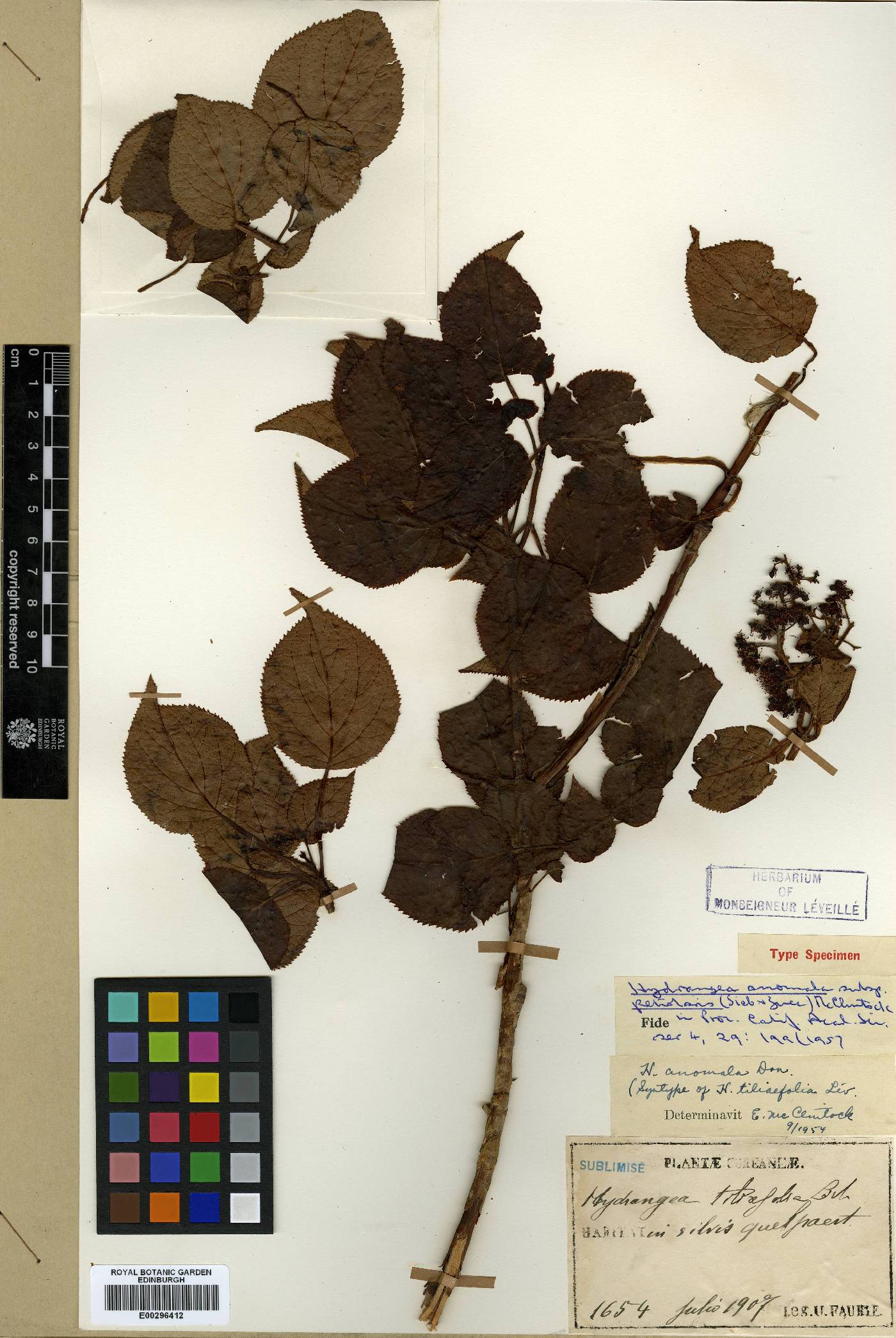 Hydrangea anomala subsp. petiolaris image
