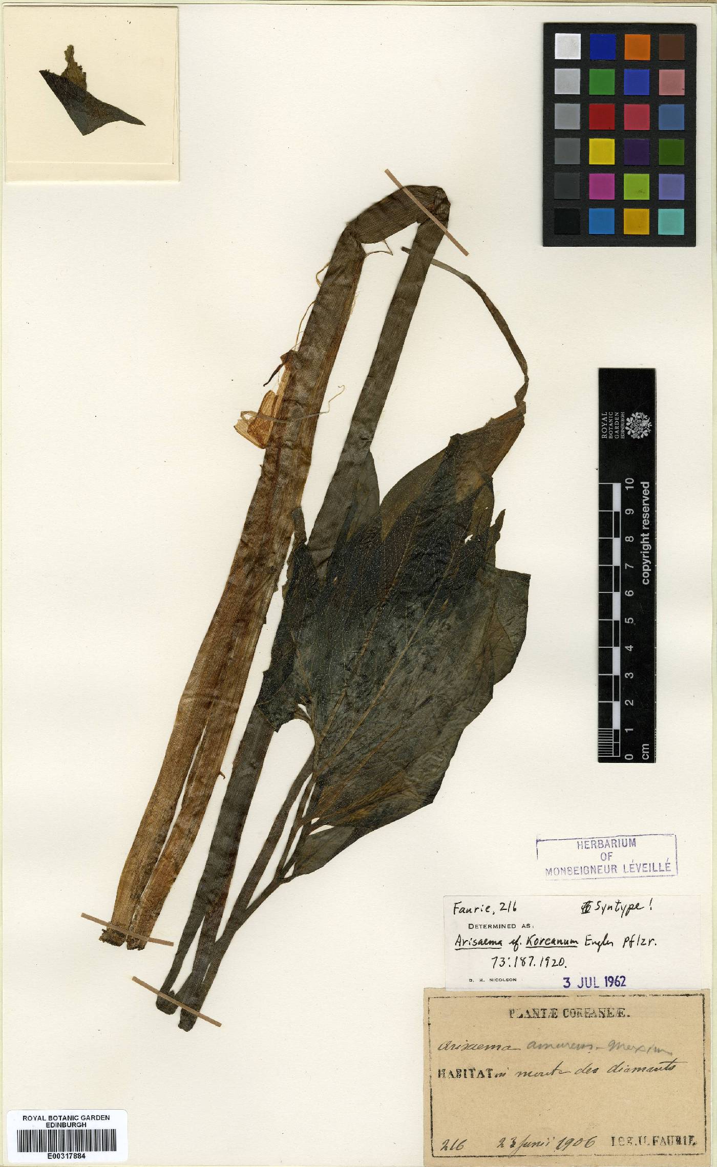 Arisaema heterophyllum image